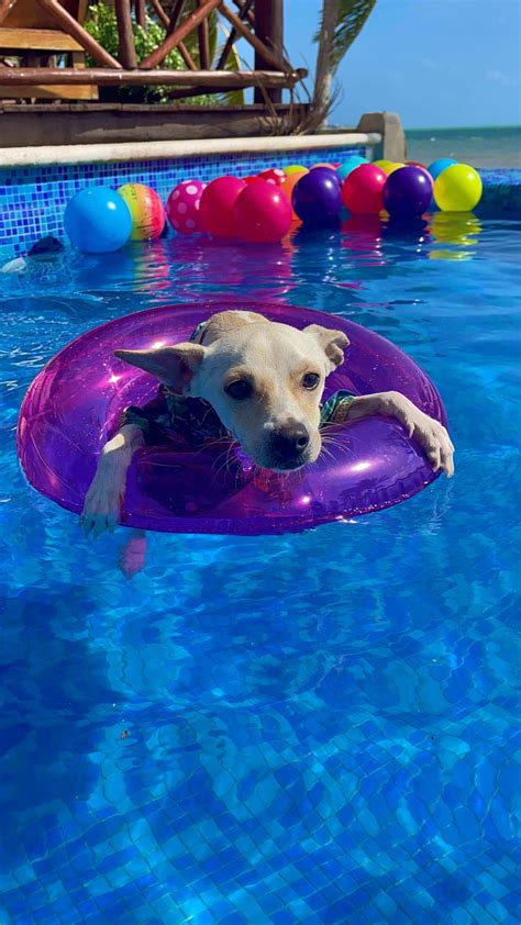 Dónde ir el Fin de Semana con Mi Perro Al Chapuzón Canino