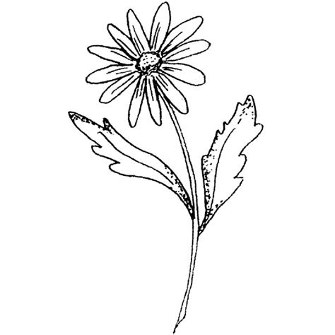 Single Daisy Drawing