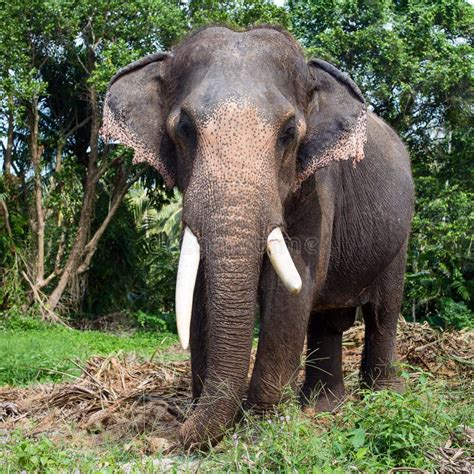 Lokalisierter Männlicher Asiatischer Elefant Stockbild Bild von