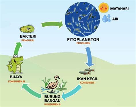 Contoh Rantai Makanan Ekosistem Laut – Belajar