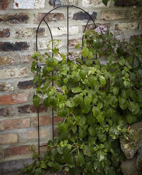 Tom Chambers Flora Trellis 1 8m Newgate Nurseries