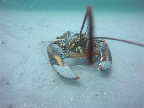 American lobster population, habitat preferences shifting, study finds ...