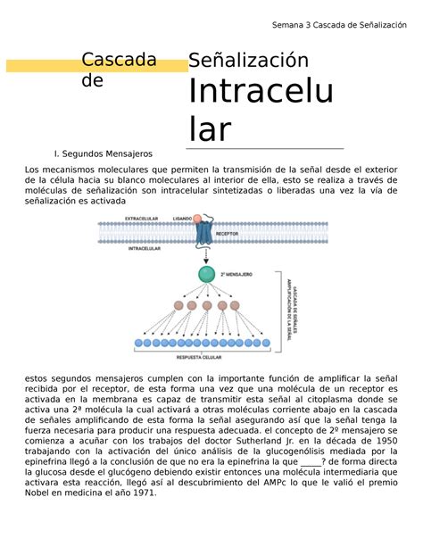 Semana Cascada De Se Alizaci N Intracelular Intracelular Cascada De