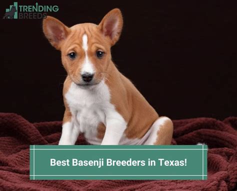 5 Best Basenji Breeders in Texas! (2024)