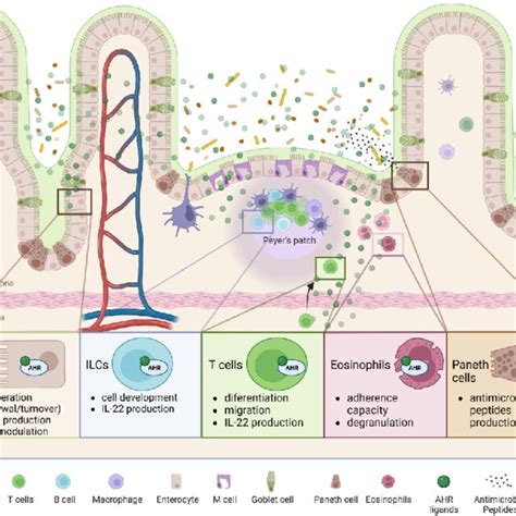 Schematic Representation Of Key Intestinal Immunity Players And The Download Scientific Diagram