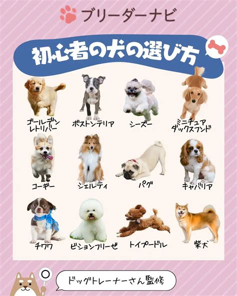 【保存版】初心者必見‼️人気犬種の特徴まとめ📁 ブリーダーナビ🐶わんこ公式が投稿したフォトブック Lemon8