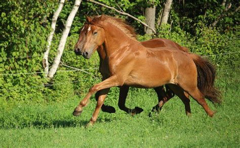 Canadian Horse, Horses, Animals, Animales, Animaux, Animal, Animais, Horse