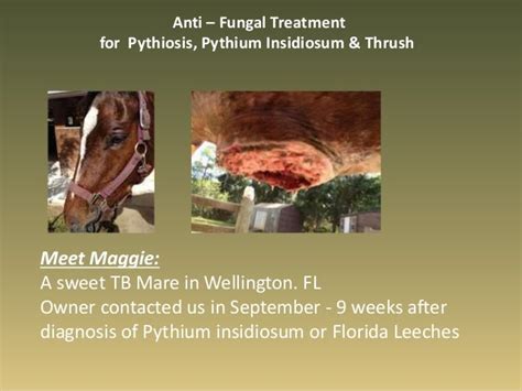 Pythiosis Treatment Before and After Results