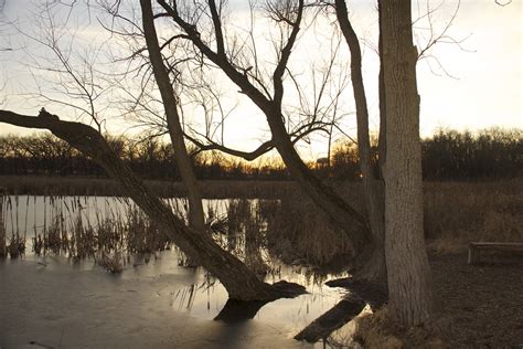 Lincoln Marsh Early January 2012 Daniel X Oneil Flickr