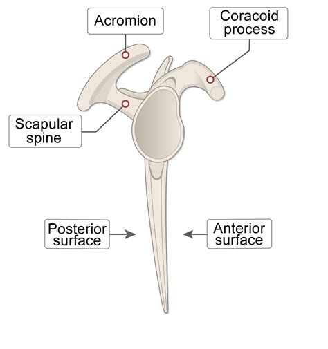 Scapula Bone Lesson Human Bio Media