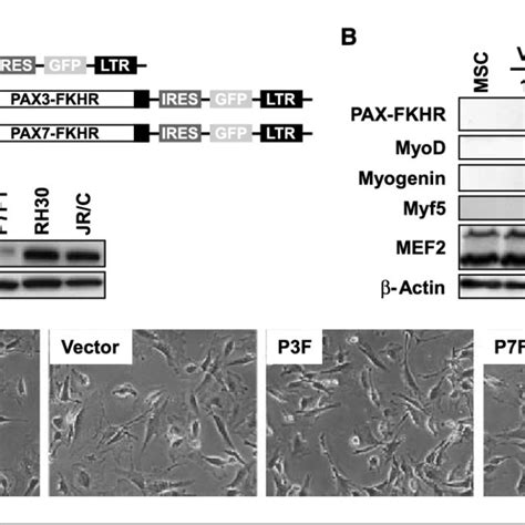 Creation Of PAX FKHR Expressing MSCs A Diagram Of The Retroviral