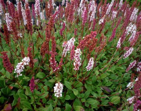 Persicaria Affinis Dimity Plants For Spaces