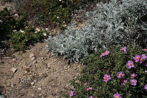 Garrigue