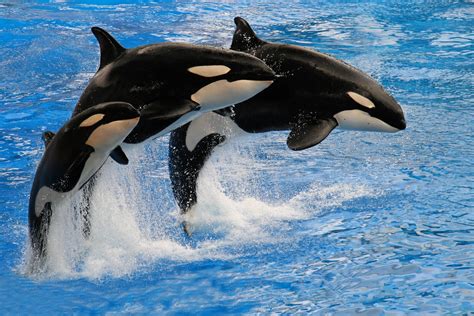 Killer Whale And Baby Wallpaper