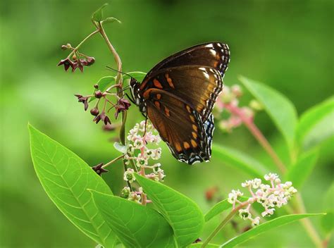 Red Spotted Purple Butterfly Photograph By Rebecca Grzenda Fine Art