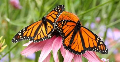 Monarch Butterfly Lifespan How Long Do Monarch Butterflies Live A Z