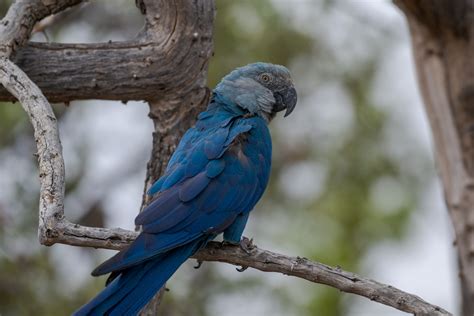 Ararinha Azul Onde Vive - 5