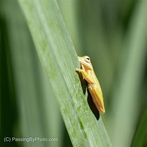 Disappearing Tree Frog | Passing By Photo