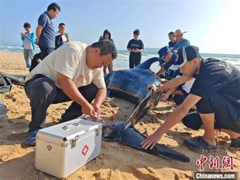 一受伤鲸鱼三亚海滩搁浅 救援人员将24小时轮流看护新浪海南新浪网