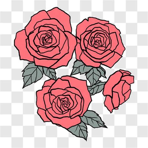 Download Beautiful Pink Roses Drawing PNG Online - Creative Fabrica