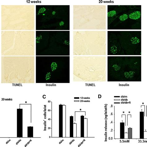 Protective Effect Of Rhein On Pancreatic B Cell Apoptosis And Function