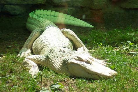 Free Albino Alligator Stock Photo - FreeImages.com