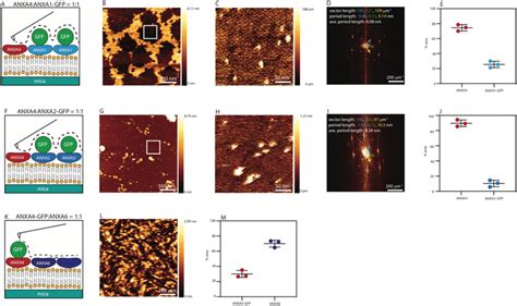 Atomic Force Microscopy Characterization Of The Mixing Of Anxa And The