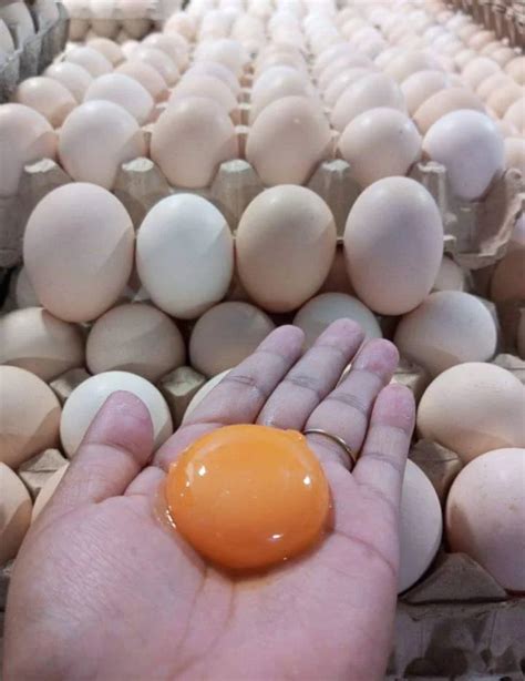 Fresh Chicken Table Eggs Fertilized Hatching Chicken Eggs White And