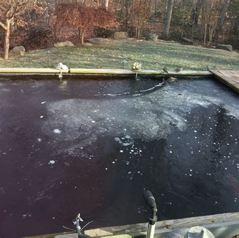 Koi Pond in Winter: Best Tips for Winterizing Your Pond