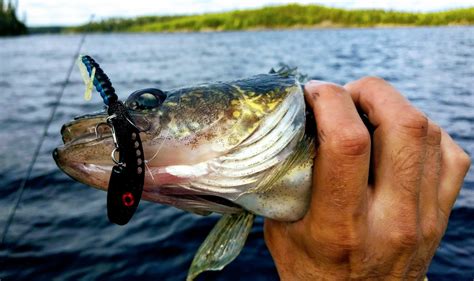 Big Hook News And Fishing Reports Late August Report