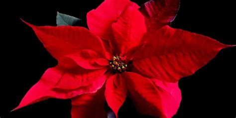 10 Amazing Facts About Poinsettias - The Fact Site