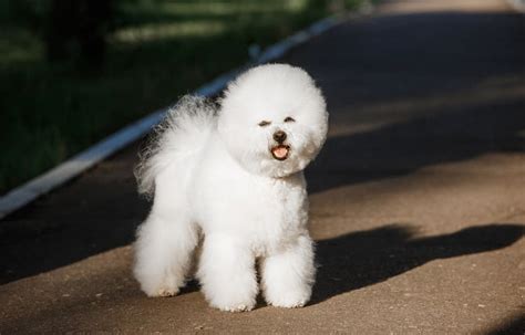 Bichon Frise Haircuts: Which Is Best For My Dog? - K9 Web