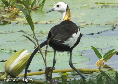 Pheasant Tailed Jacana Jon Hardacre Nature Photography