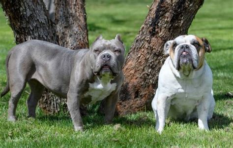 English Bulldog Pitbull Mix Our Fit Pets