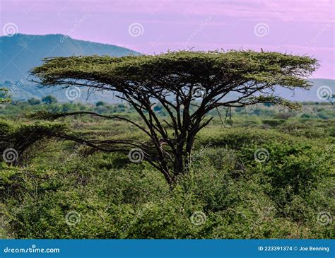 Flat Top Acacia Tree In South Africa Stock Photo Image Of Acacia