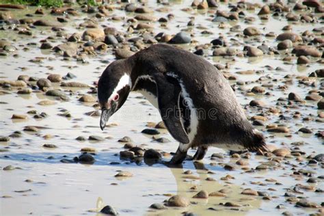 Penguin looking for food stock image. Image of blue, nature - 63139199