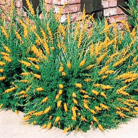 Yellow Sweet Broom Flowering Shrub In Pot With Soil L3064 At