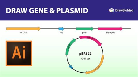 Draw Geneplasmid Graphical Abstract Scientific Illustration