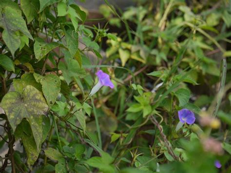 Ipomoea Nil: Identification, Uses And Growing Guide | ForagingGuru