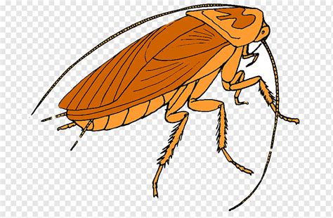 Cockroach Png Cartoon