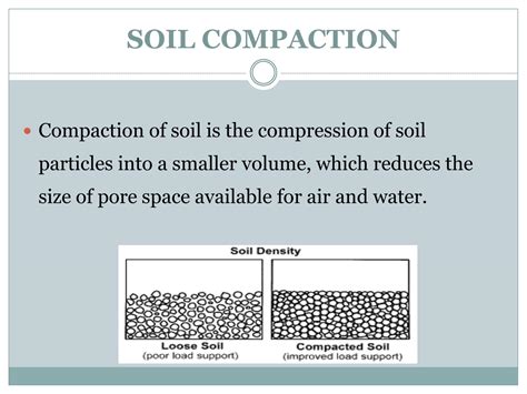 Solution Eefect Of Soil Compaction On Plants Studypool