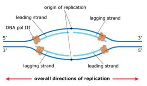 BIOL 115 Final Exam Flashcards Quizlet