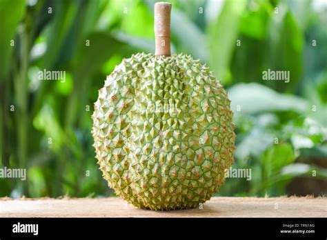 Durian Tropical Fruit On Wooden Table In The Garden On Nature Green