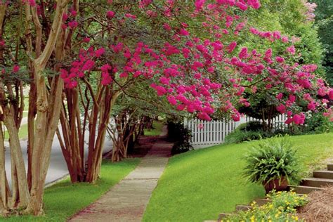 A Guide To Crepe Myrtle Varieties | Small backyard gardens, Garden shrubs, Sloped garden