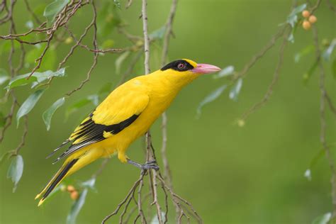 Black Naped Oriole Birds Of Singapore