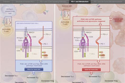 Molecular And Biochemical Aspects Of The Pd 1 Checkpoint Pathway Nejm