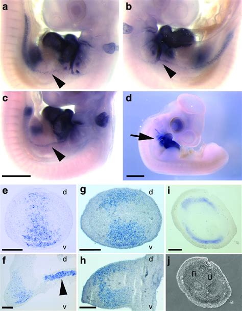 Details Of Nkx2 5 Expression In The Developing Emu Wing And Surrounding