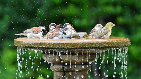 How To Place A Vintage Or Antique Bird Bath In Your Garden Holloways