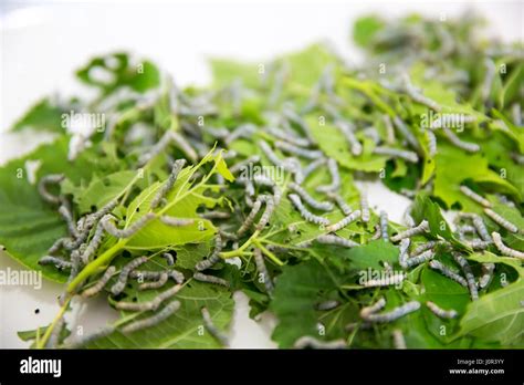 Silkworm larvae hi-res stock photography and images - Alamy