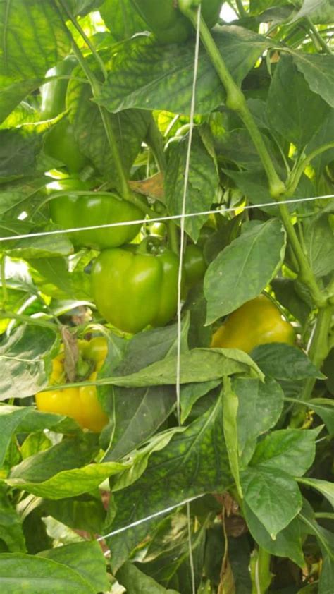 Pepper Fertilizer Recommendations - Levity Crop Science